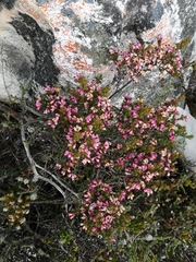Erica placentiflora