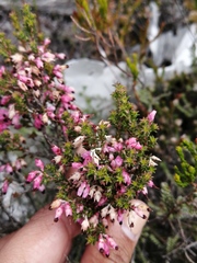 Erica placentiflora