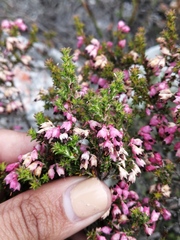 Erica placentiflora