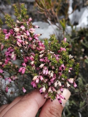 Erica placentiflora