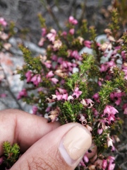 Erica placentiflora