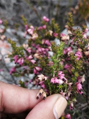 Erica placentiflora