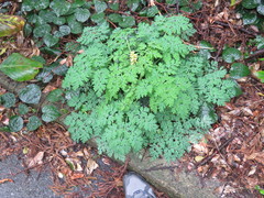 Corydalis heterocarpa