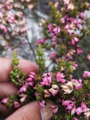 Erica placentiflora