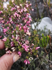Erica placentiflora
