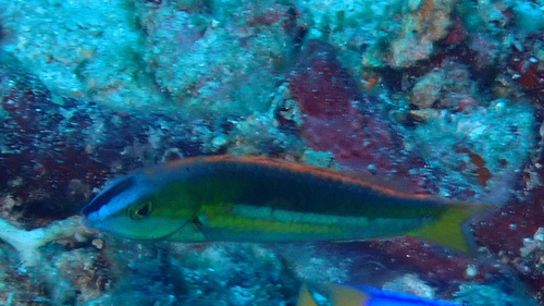 Pseudojuloides kaleidos observed 2024-03-17