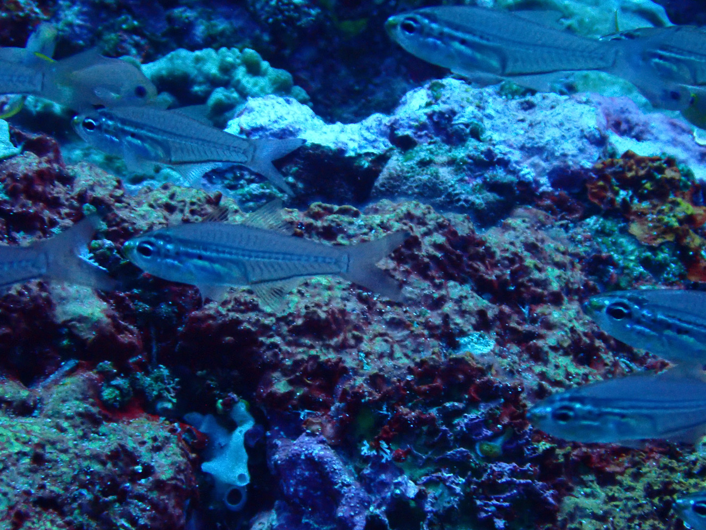 Glassy Cardinalfish photo 4