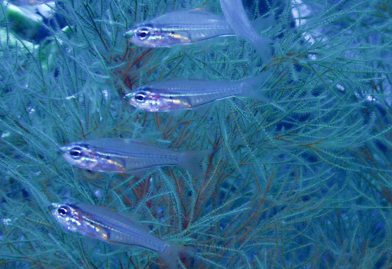 Glassy Cardinalfish photo 3