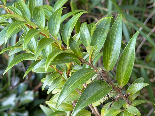 Griselinia ruscifolia, photograph 6