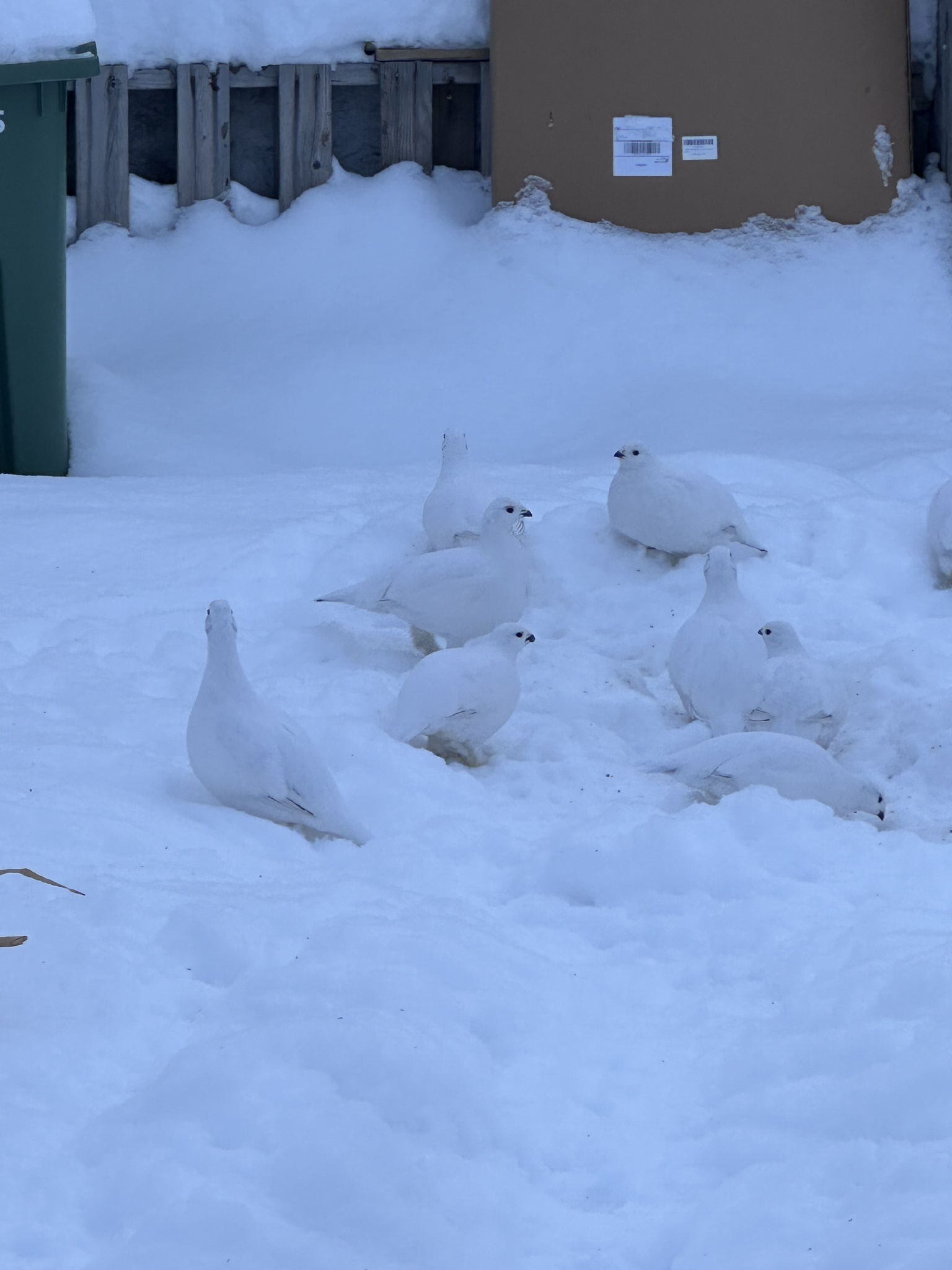 Willow Ptarmigan (Lagopus lagopus), photo 4