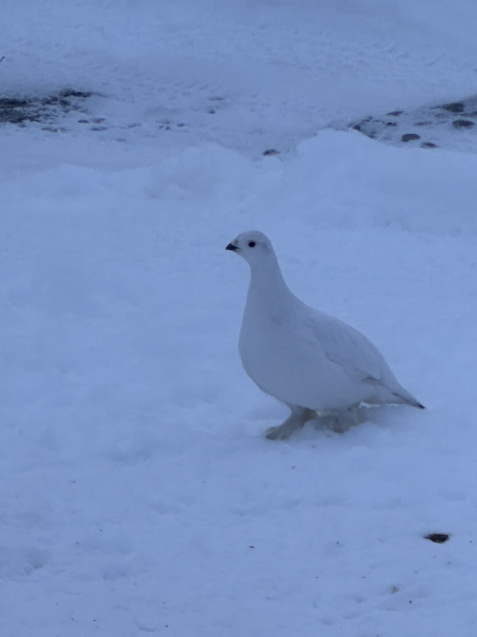 Willow Ptarmigan (Lagopus lagopus), photo 5