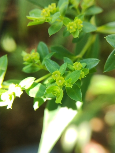 Euphorbia orizabae