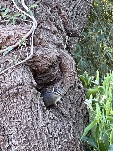 Cliff Chipmunk observed by larandas