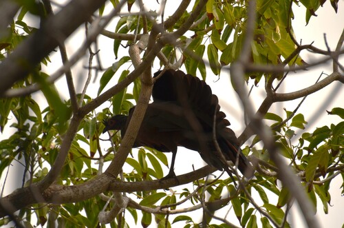 Rufous-bellied Chachalaca (Ortalis wagleri), photo 2
