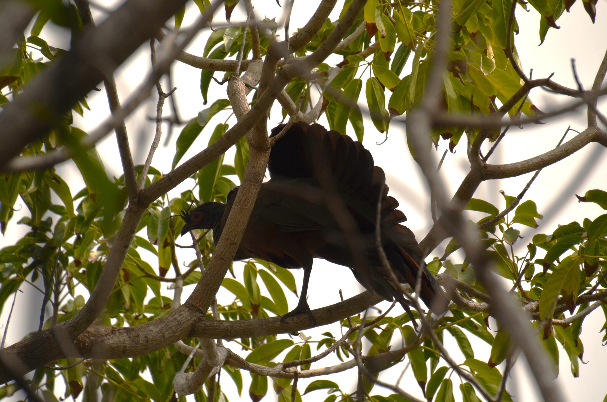 Rufous-bellied Chachalaca (Ortalis wagleri), photo 2