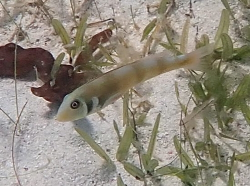 Rosy Razorfish (Xyrichtys martinicensis) — Labridae — 5