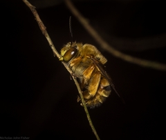 Amegilla bombiformis