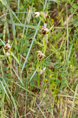 Ophrys fuciflora