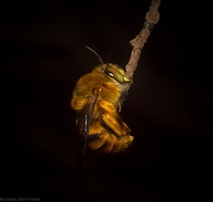 Amegilla bombiformis