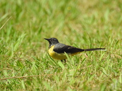 Motacilla cinerea patriciae