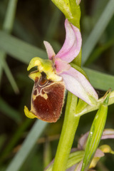 Ophrys fuciflora