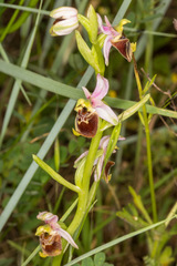 Ophrys fuciflora