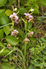 Ophrys fuciflora