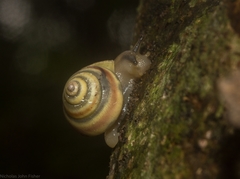 Posorites conscendens