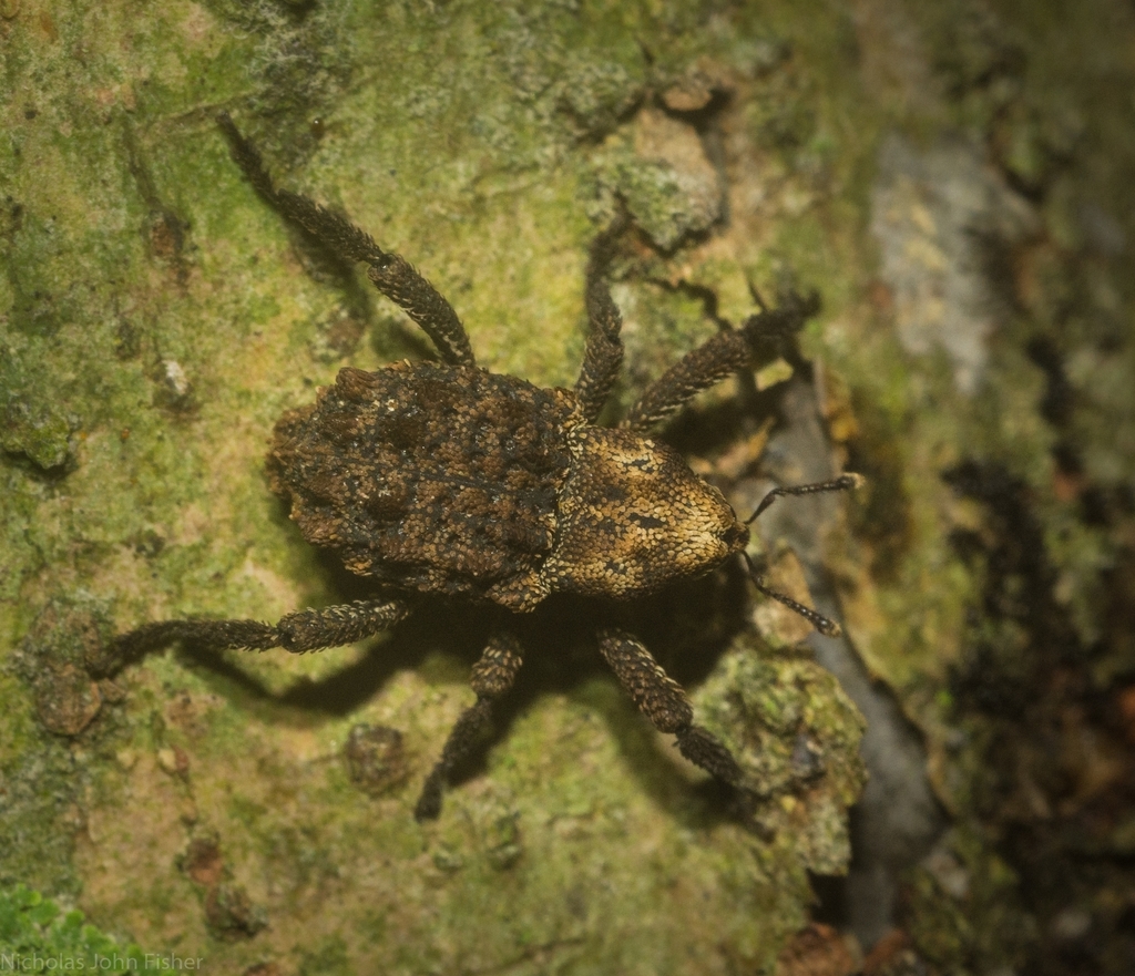 Nechyrus