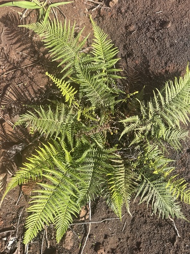Pityrogramma austroamericana observed 2026-02-01