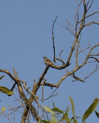 Chrysococcyx minutillus