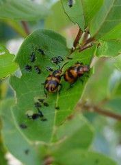 Phyllocharis undulata