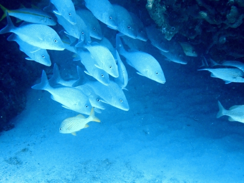 Grey grunt (Haemulon album) — Haemulidae — 5