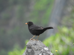 Turdus merula azorensis