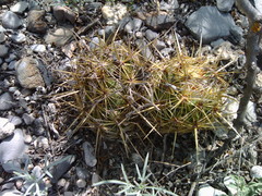 Coryphantha glanduligera
