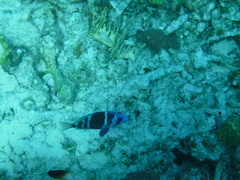 Hypoplectrus indigo