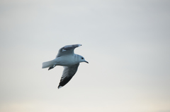 Larus canus
