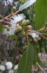 Eucalyptus arenacea