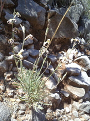Matthiola fruticulosa