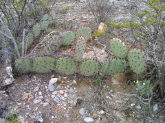 Opuntia stenopetala