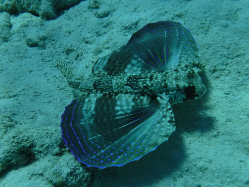 Flying Gurnard