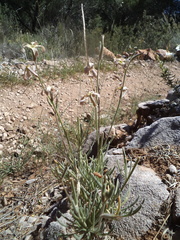 Matthiola fruticulosa