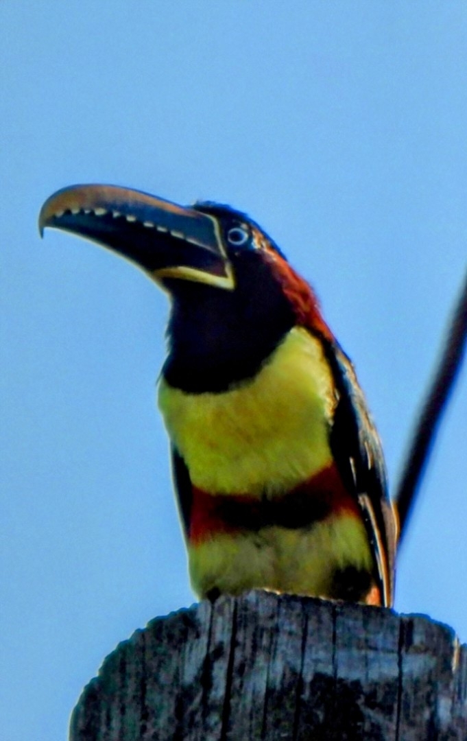 Chestnut-eared Aracari (Pteroglossus castanotis), photo 5