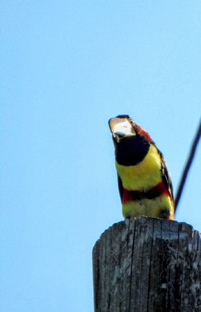 Chestnut-eared Aracari (Pteroglossus castanotis), photo 6