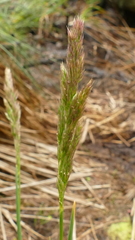 Agrostis magellanica