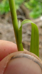 Agrostis magellanica