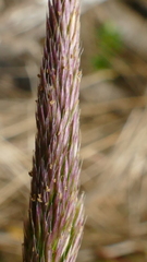 Agrostis magellanica