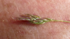 Agrostis magellanica