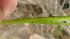 Agrostis magellanica