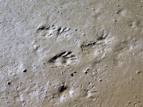 iNaturalist observation photo of Common Raccoon